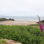 The Gower